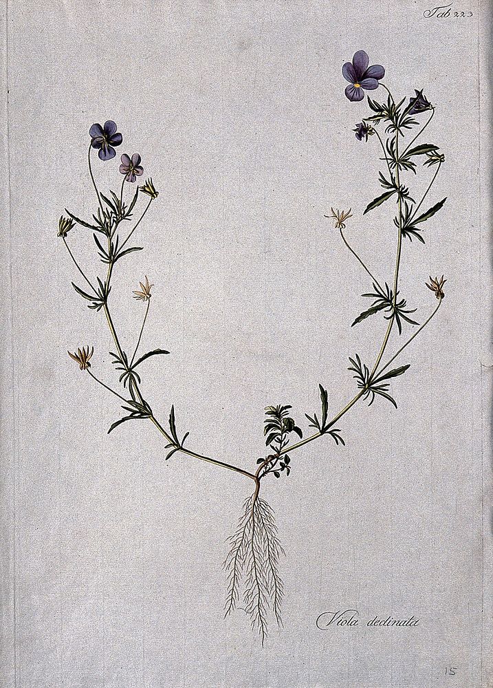 Violet (Viola declinata): entire flowering and fruiting plant. Coloured etching after J. Schütz, c.1802.