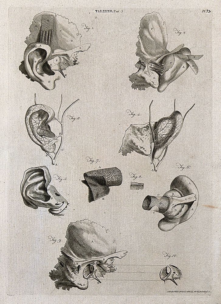 Parts of the ear: ten figures. Line engraving by A. Bell after J. G.  Duverney, 1798.