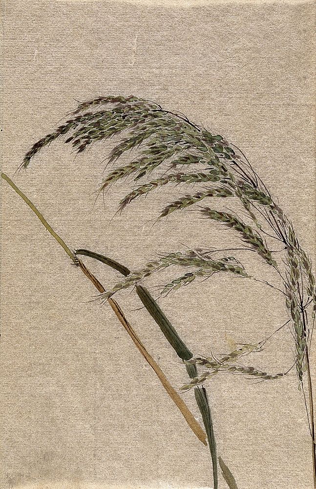A grass (Panicum species): seed head and stalk. Watercolour.