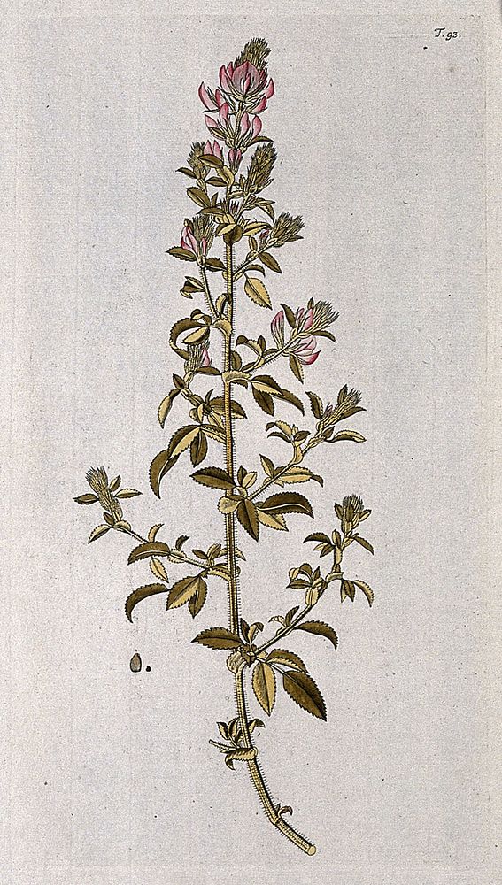 Restharrow (Ononis hircena Jacq.): flowering stem with separate fruit. Coloured engraving after F. von Scheidl, 1770.