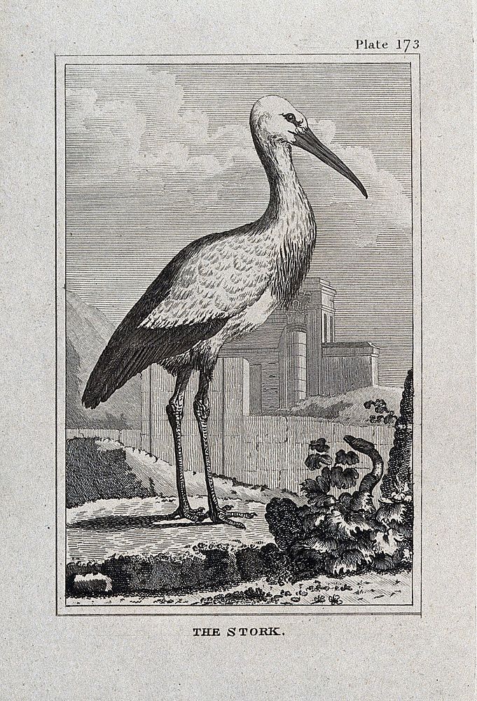 A stork. Etching with engraving.