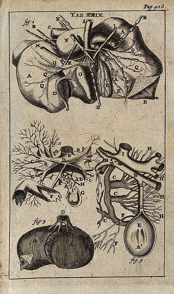 The liver (figure 1) and gallbladder (figure 4). Engraving, 1686.