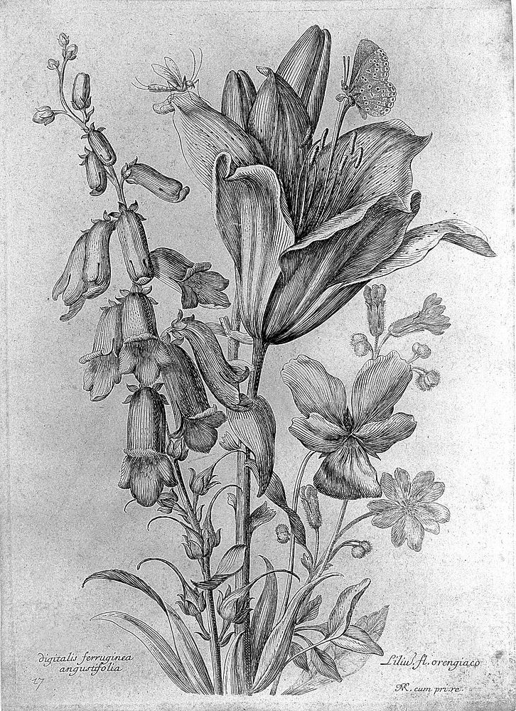 Robert "Variae ac...", 1660: engraving