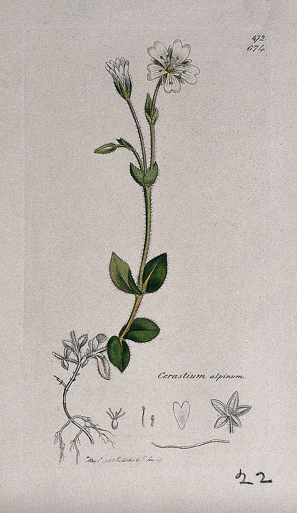 Mouse-ear (Cerastium alpinum): flowering stem and floral segments. Coloured engraving after J. Sowerby, 1798.