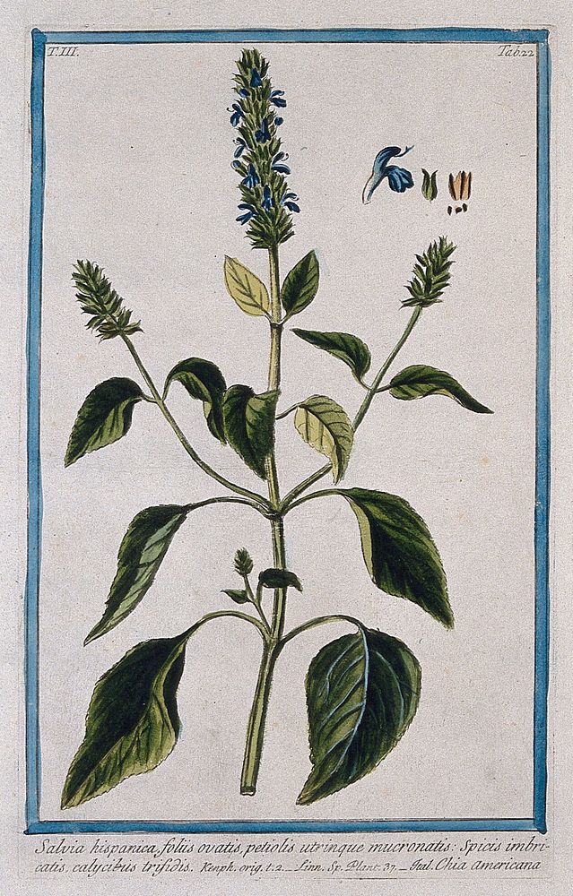 Chia (Salvia hispanica L.): flowering and fruiting stem with separate segments of flower, fruit and seed. Coloured etching…