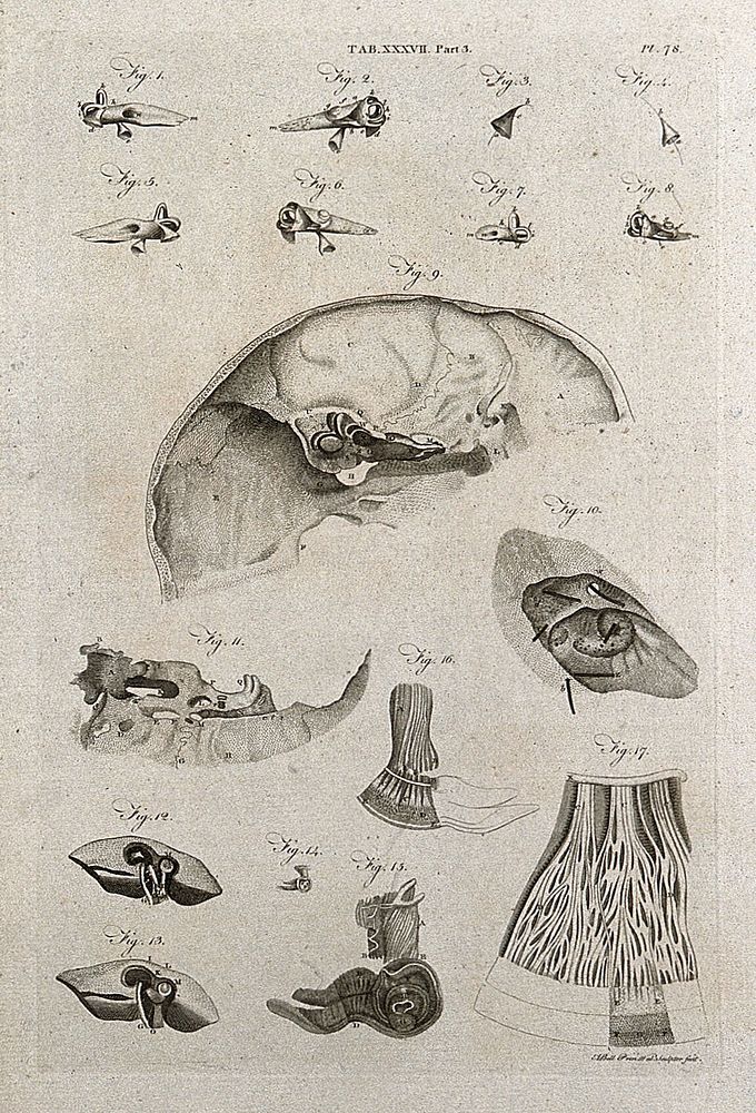 Parts of the ear: seventeen figures. Line engraving by A. Bell after A. Monro and Meckel, 1798.