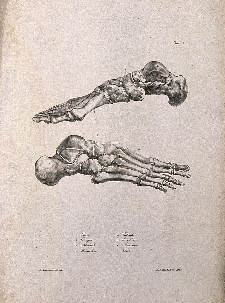 Bones of the feet: two figures. Lithograph by Battistelli after C. Squanquerillo, 1840.
