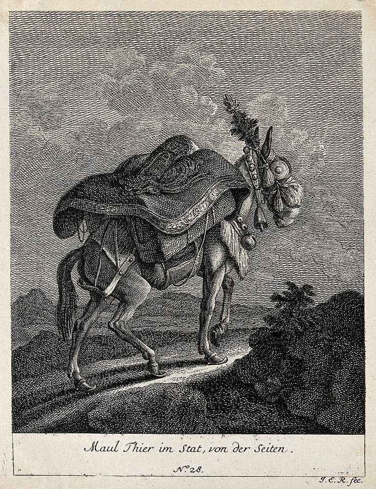 A muzzled, harnessed and loaded mule walking up a rocky path, seen from the side. Etching by J. E. Ridinger.