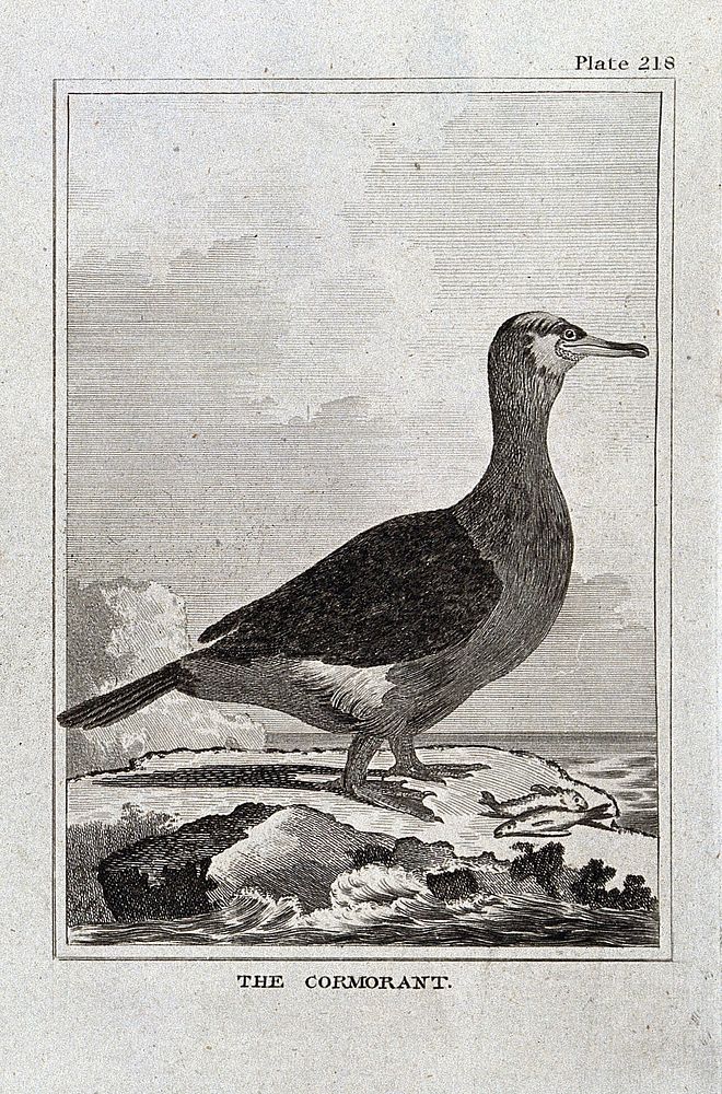A cormorant. Etching with engraving.