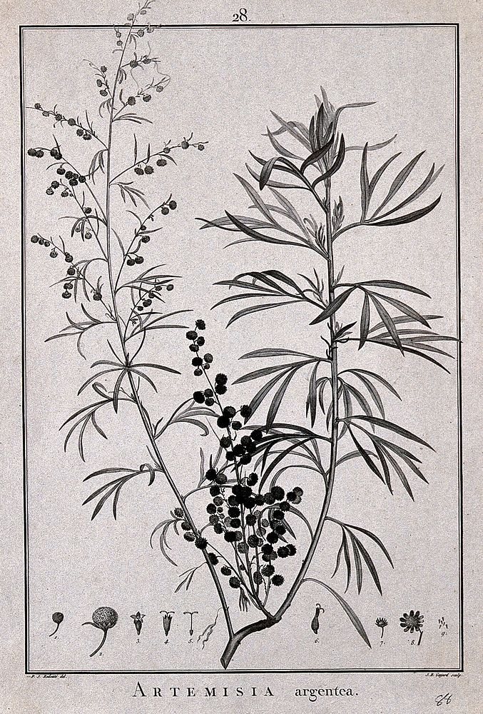 Artemisia argentea: flowering and fruiting stem and floral segments. Line engraving by J. B. Guyard, c. 1788, after P. J.…