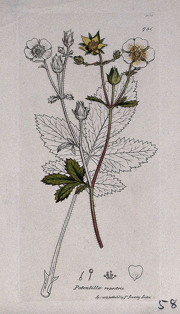 A plant (Potentilla rupestris): flowering stem, leaf and floral segments. Coloured engraving after J. Sowerby, 1809.