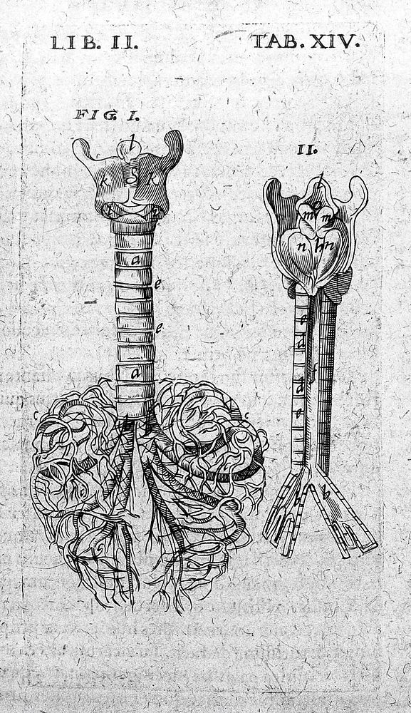 Theatrum anatomicum / novis figuris aeneis illustratum, et in lucem emissum opera et sumptibus Theodori de Bry.