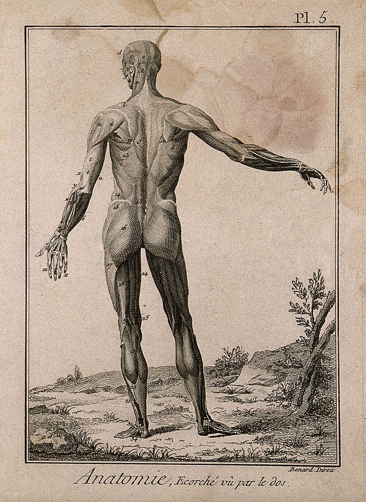 The muscles of the human body, first layer, seen from the back, after Albinus. Engraving by Benard, 1779, after an…