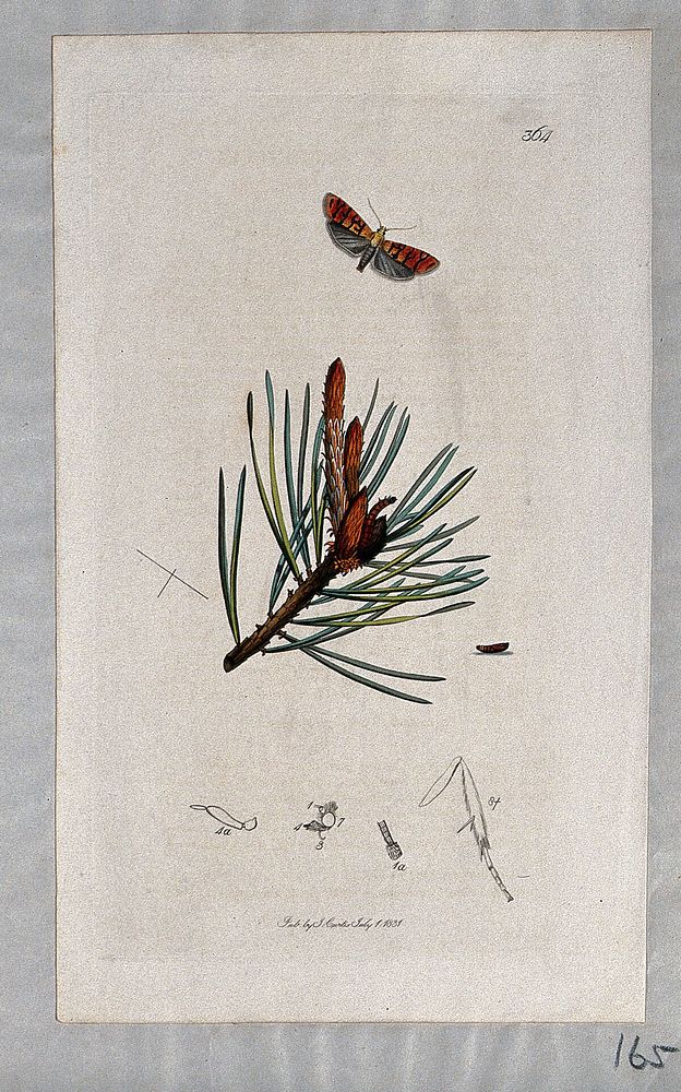 A pine tree shoot (Pinus species) with an associated moth, its caterpillar and its anatomical segments. Coloured etching, c.…