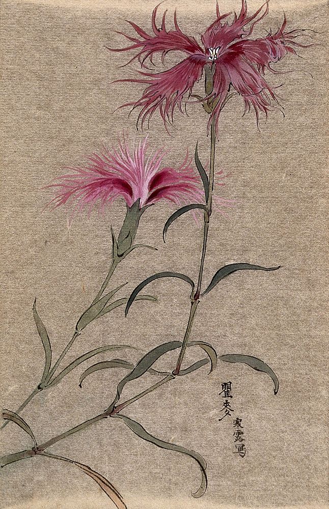 A pink (Dianthus species): flowering stem. Watercolour.