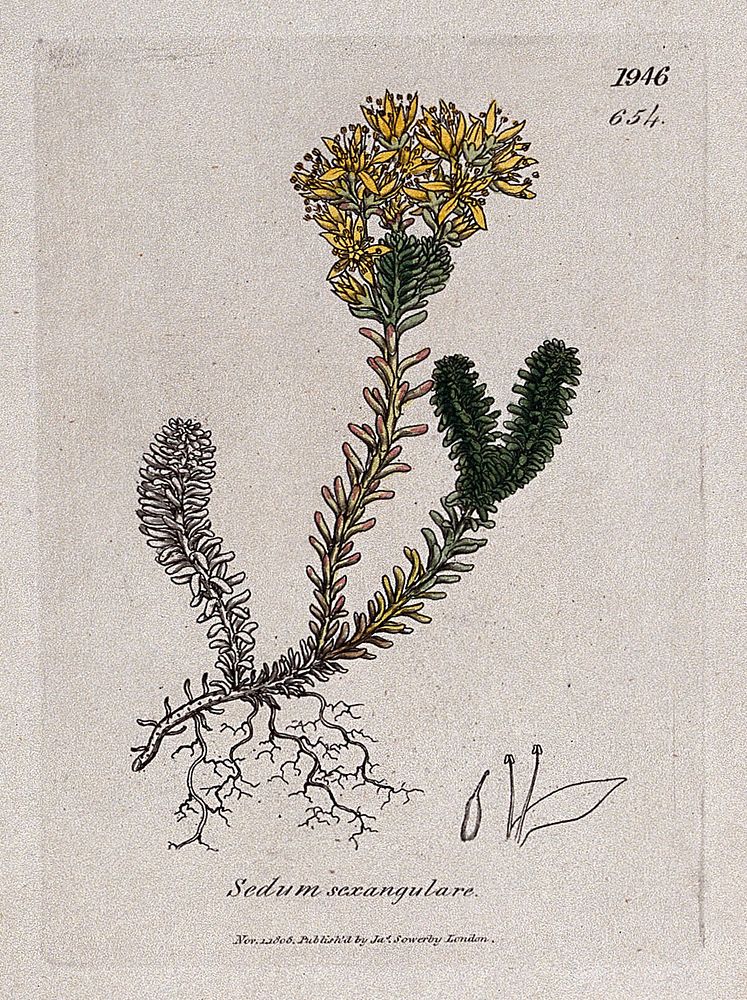 Stonecrop (Sedum sexangulare): flowering plant and floral segments. Coloured engraving after J. Sowerby, 1808.