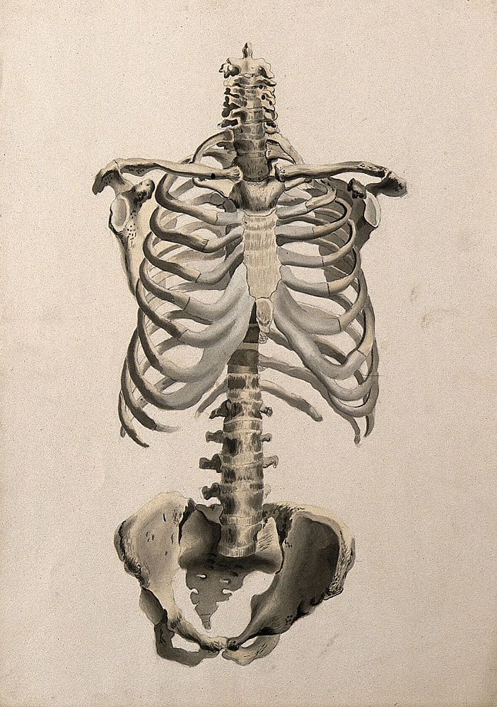 Bones of the torso: front view. Ink and watercolour, 1830/1835, after W. Cheselden, ca. 1733.