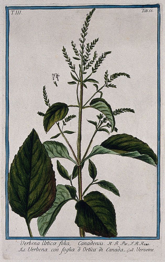 A plant (Verbena urtica folia): flowering stem with separate leaf and floral segments. Coloured etching by M. Bouchard, 1775.