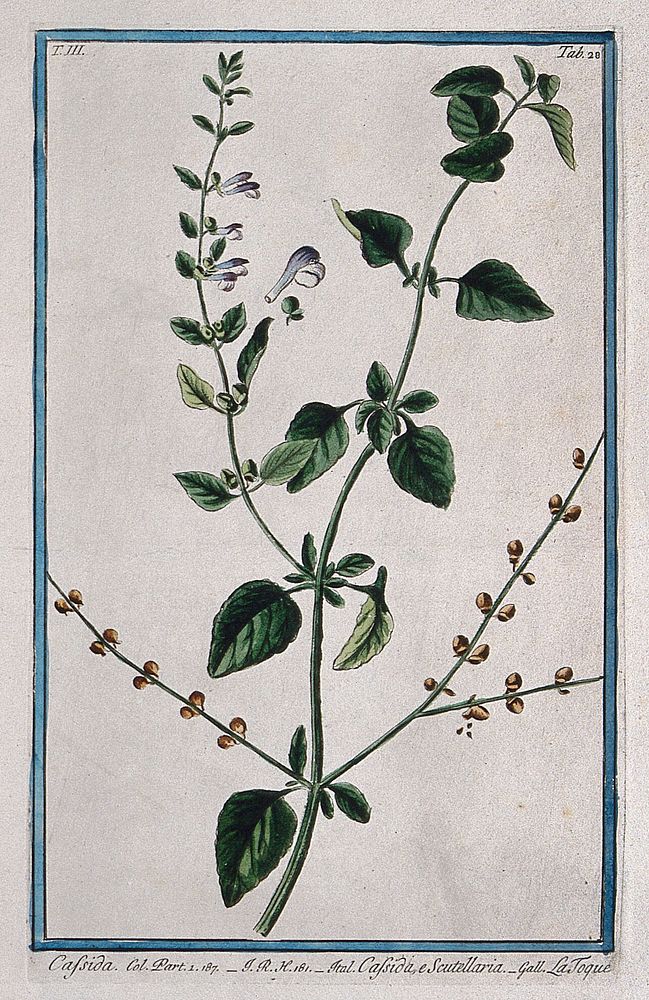 Skull-cap or helmet flower (Scutellaria sp.): flowering and fruiting stem with separate floral sections. Coloured etching by…