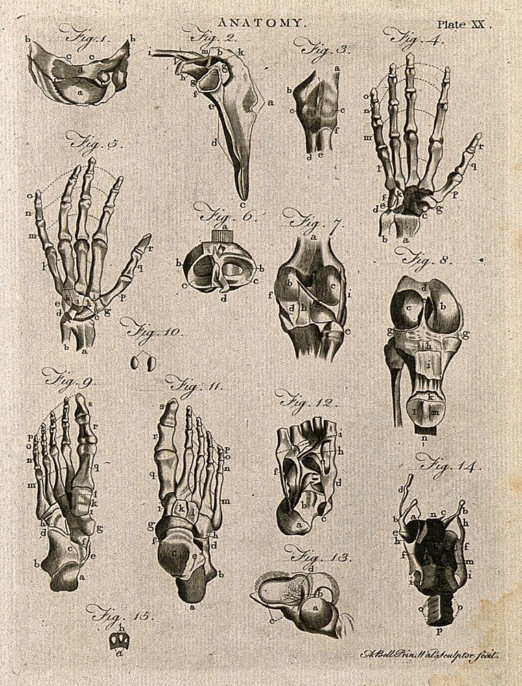 Bones of the hand, foot and knee etc: fifteen figures. Line engraving by A. Bell, 1788/1797.