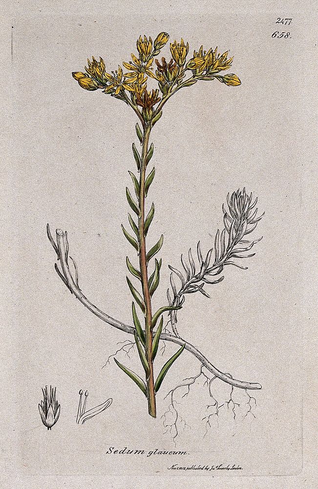 Stonecrop (Sedum glaucum): flowering plant and floral segments. Coloured engraving after J. Sowerby, 1812.