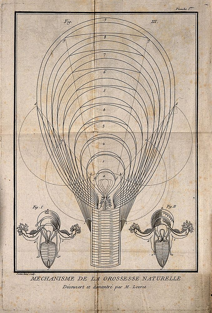 Three interior diagrams of a human uterus. Etching by G. Scotin.