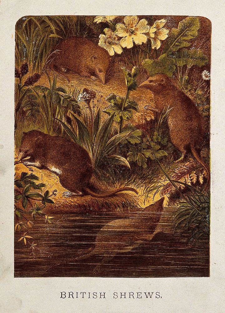 Four shrews swimming and hunting for food on a grassy bank. Coloured etching.