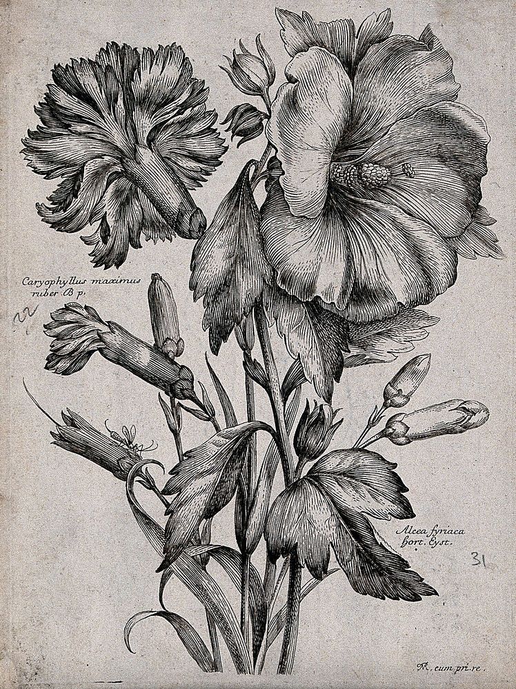 A carnation (Dianthus caryophyllus) and hollyhock (Alcea rosea): flowering stems. Etching by N. Robert, c. 1660, after…