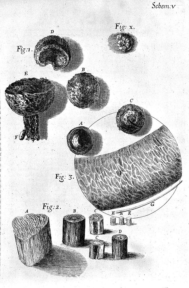 Micrographia: or some physiological descriptions of minute bodies made by magnifying glasses. With observations and…