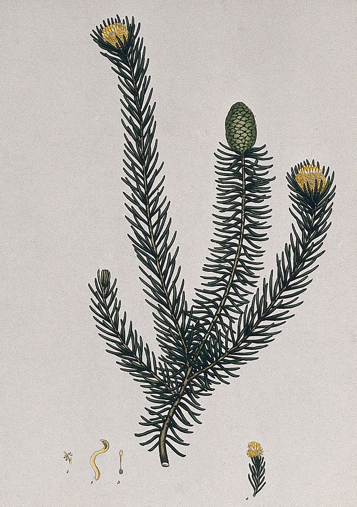 A plant (Petrophila teretifolia): flowering and fruiting stem with floral segments. Coloured engraving, c. 1804, after H.…