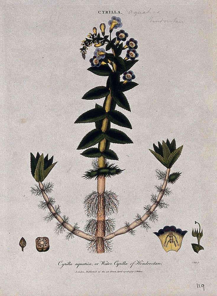 A plant (Limnophila racemosa): flowering stem and floral segments. Coloured etching by J. Pass, c. 1809, after J. Ihle.