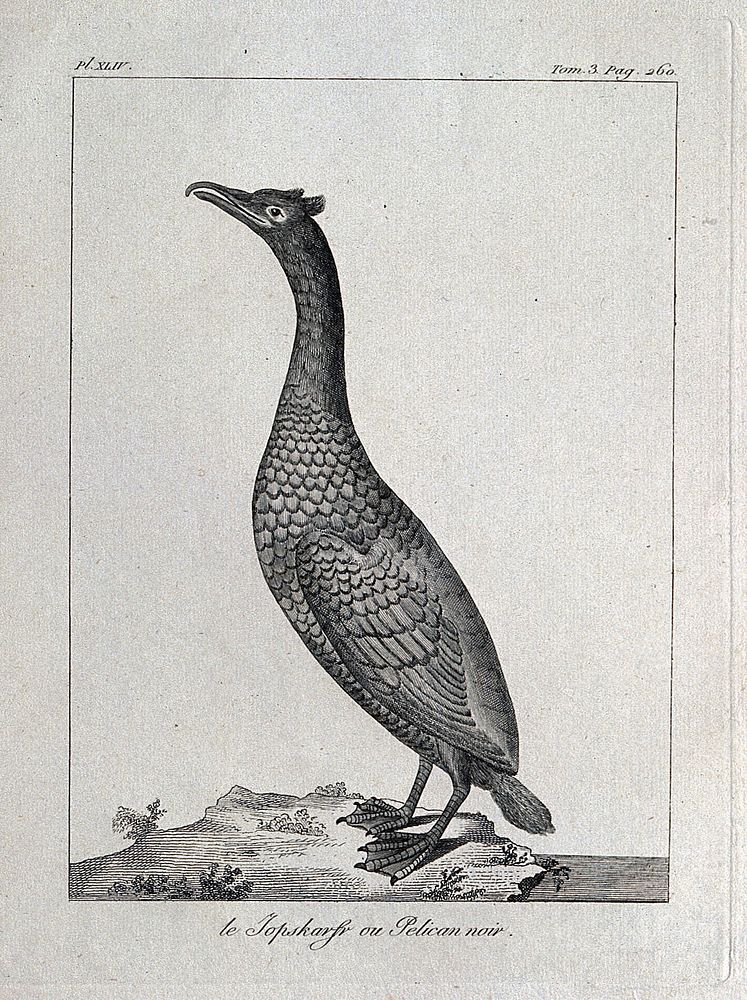 A cormorant. Etching.