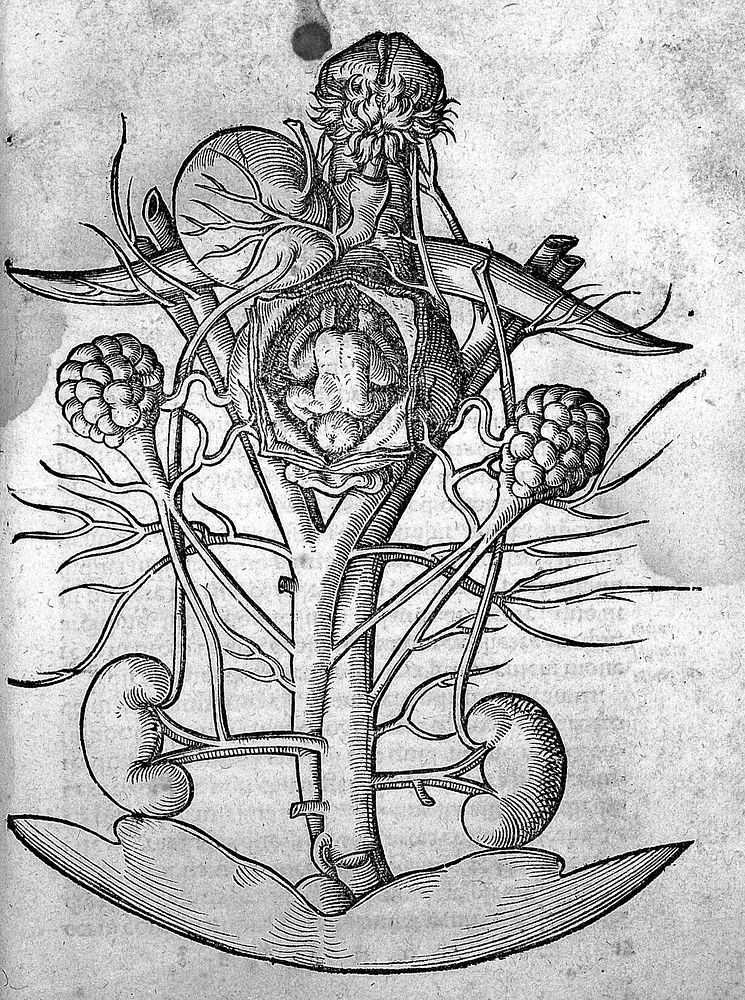 Anatomia capitis humani, in Marpurgensi Academia superiori anno, publice exhibita ... / [Johann Dryander].