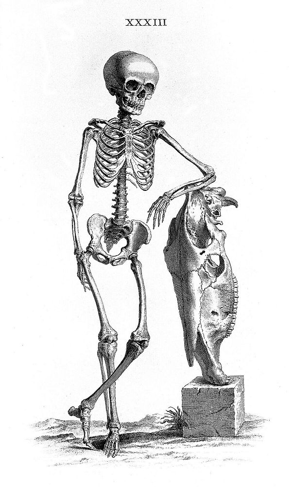 Cheselden, Osteographia, unlettered impression.