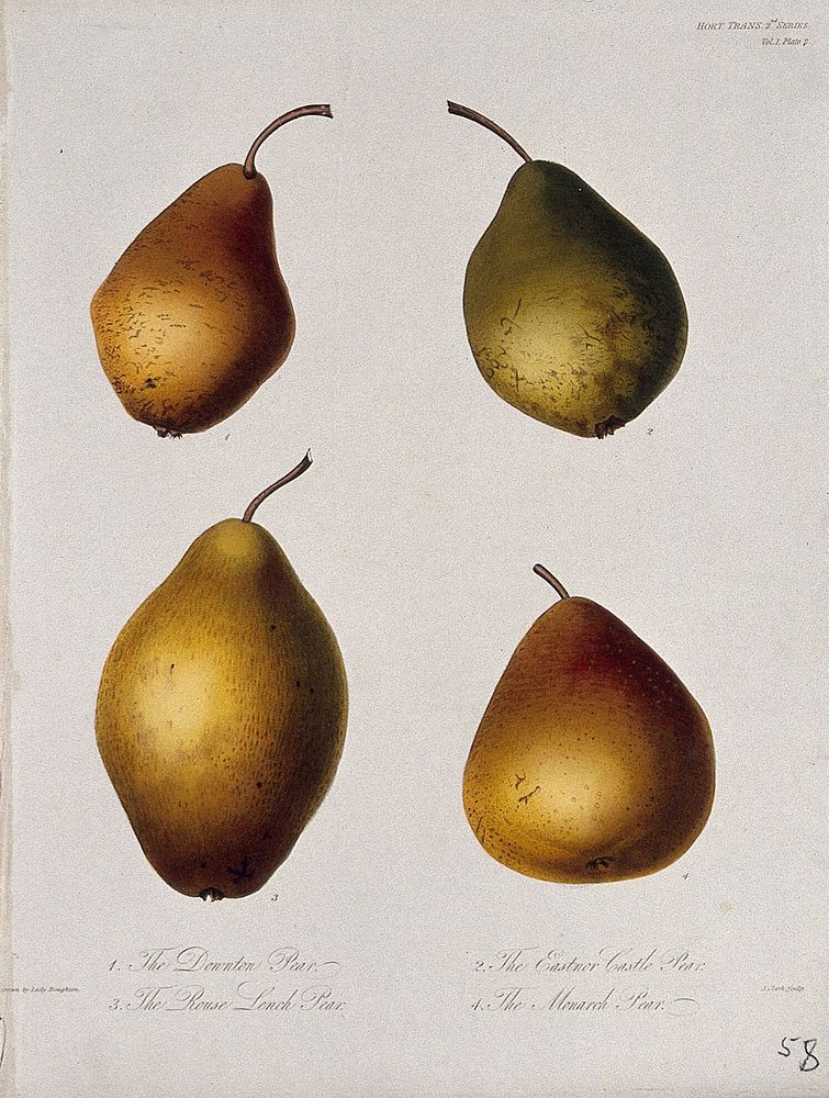 Four cultivars of pear (Pyrus communis cv.): entire fruits. Coloured etching by W. Clark, c. 1835, after Lady Boughton.