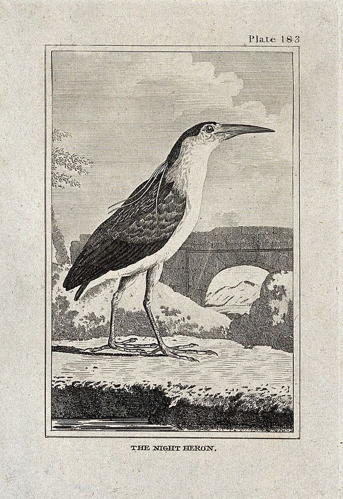 A night heron. Etching with engraving.