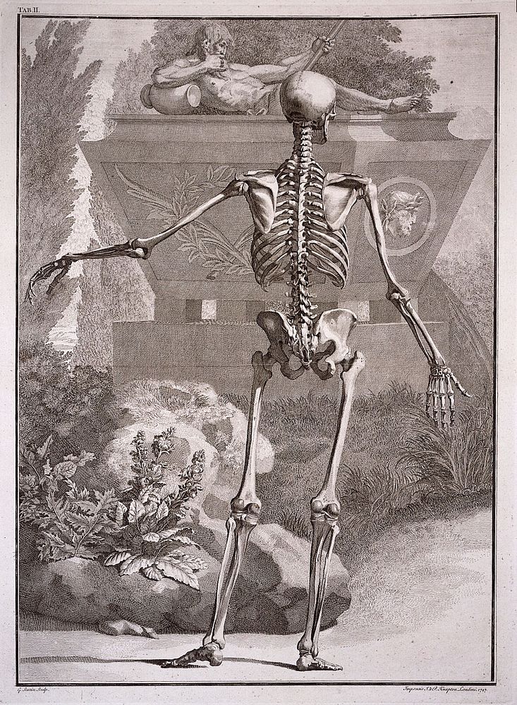 A skeleton, back view, with left arm extended. Engraving by G. Scotin after B.S. Albinus, 1747.