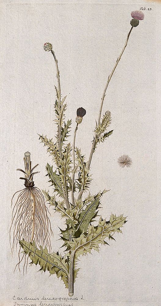 A plant (Carduus sp.) related to scotch thistle: flowering stem with separate root and seed. Coloured engraving after F. von…