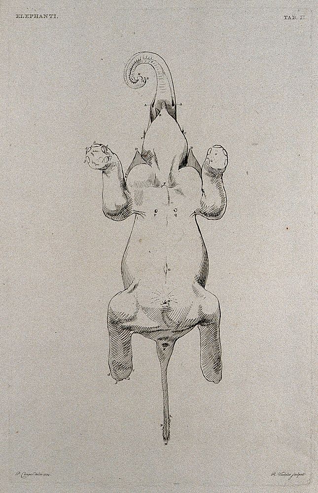 An elephant, seen from below. Etching by R. Vinkeles 1787/1800 , after P. Camper, 1774.