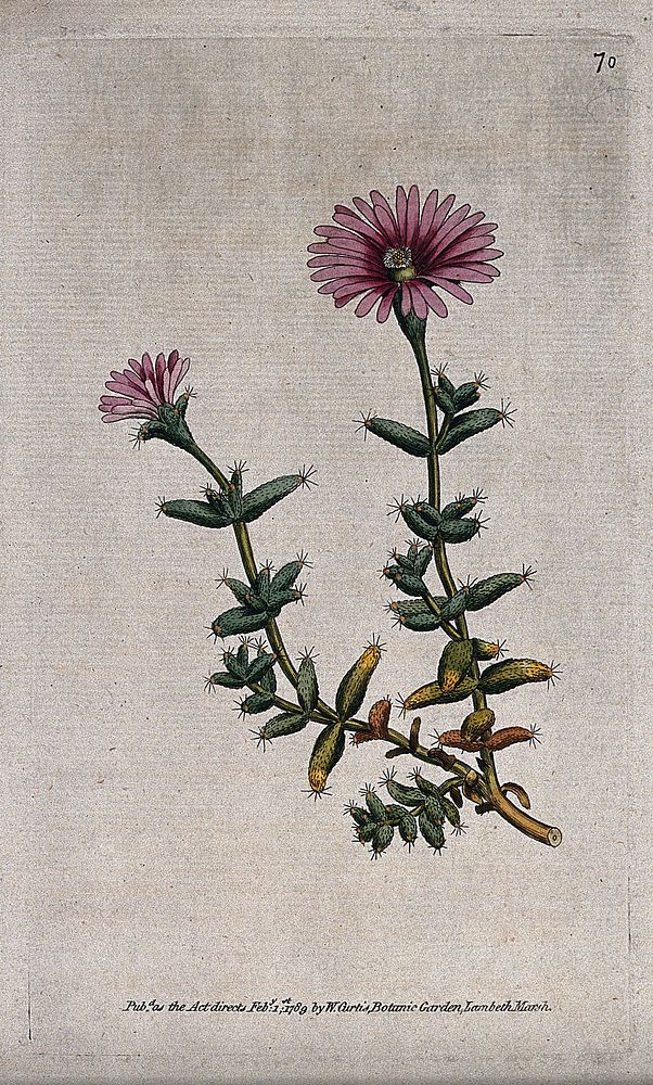 A plant (Mesembryanthemum barbatum): flowering stem. Coloured engraving, c. 1789.
