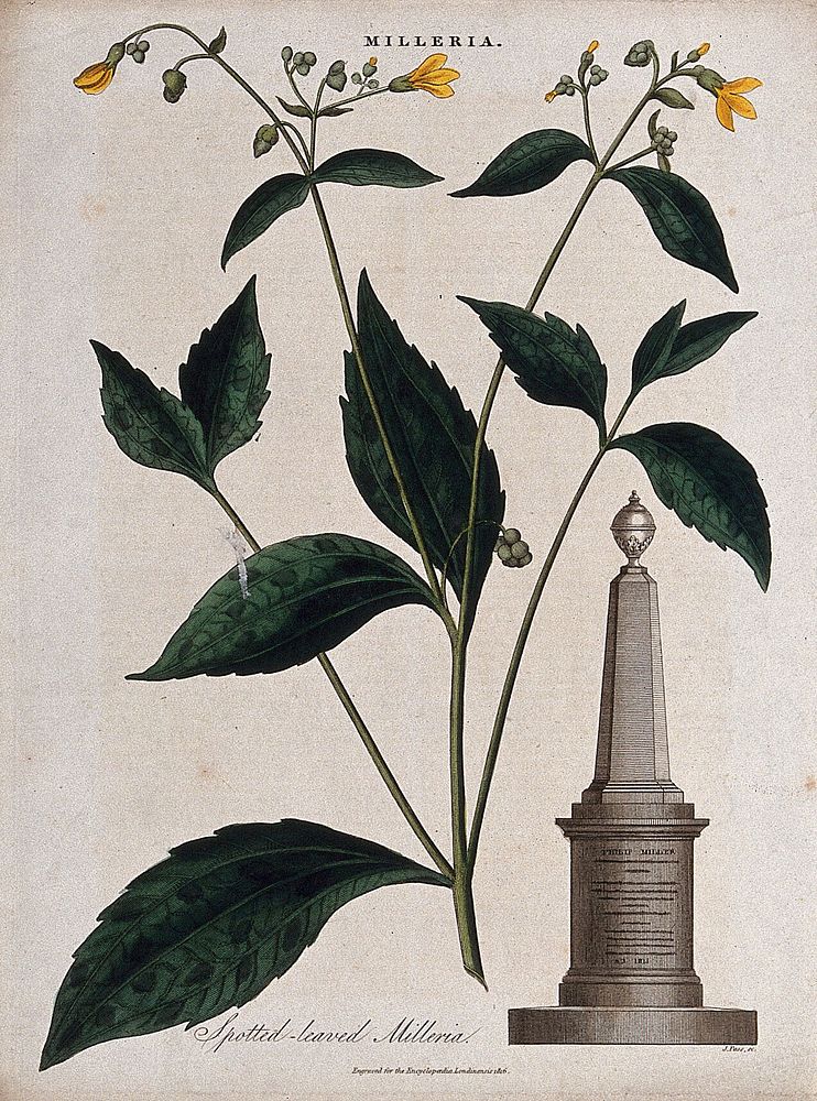 A flowering plant (Milleria quinqueflora) and a monument to the botanist, Philip Miller. Coloured engraving by J. Pass, c.…
