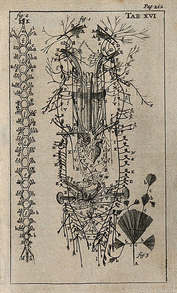 The nervous system. Engraving, 1686.