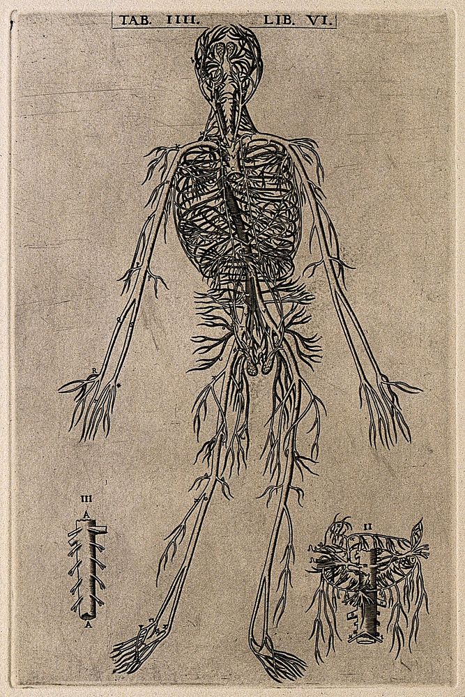 The arterial system of the human body. Engraving, 1568.