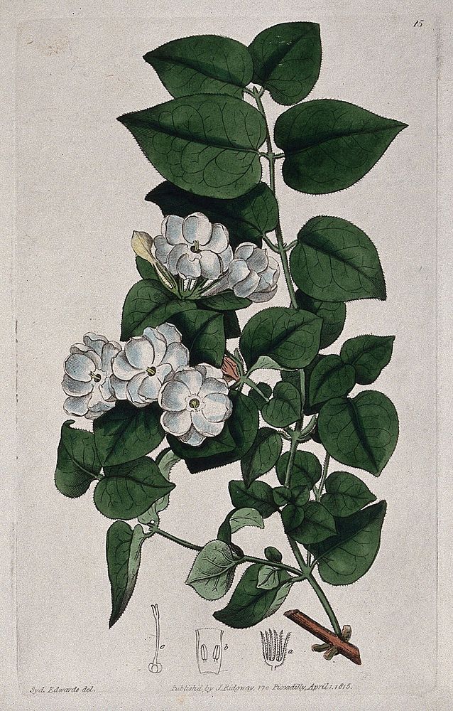 Jasmine (Jasminum hirsutum): flowering stem and floral segments. Coloured engraving, c. 1815, after S. Edwards.