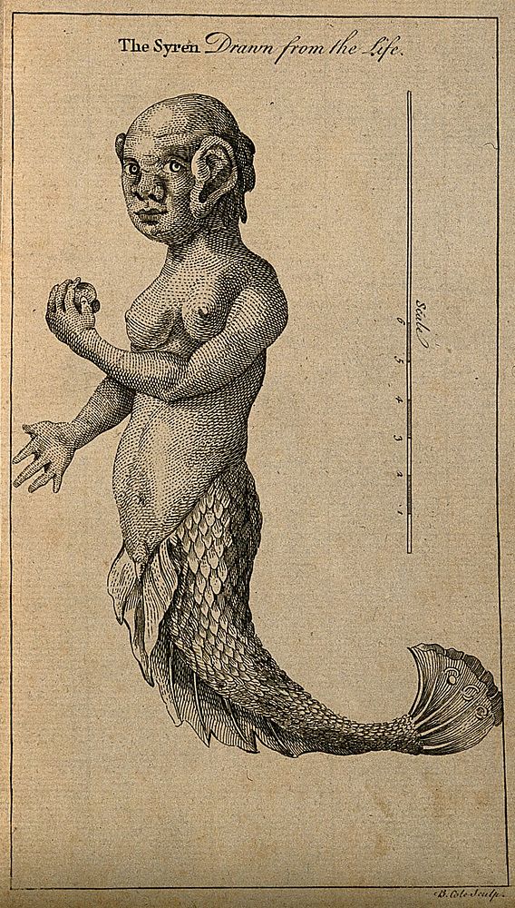 A mermaid, with measuring scale. Line engraving by B. Cole, 1759 , after A. Gautier D'Agoty.