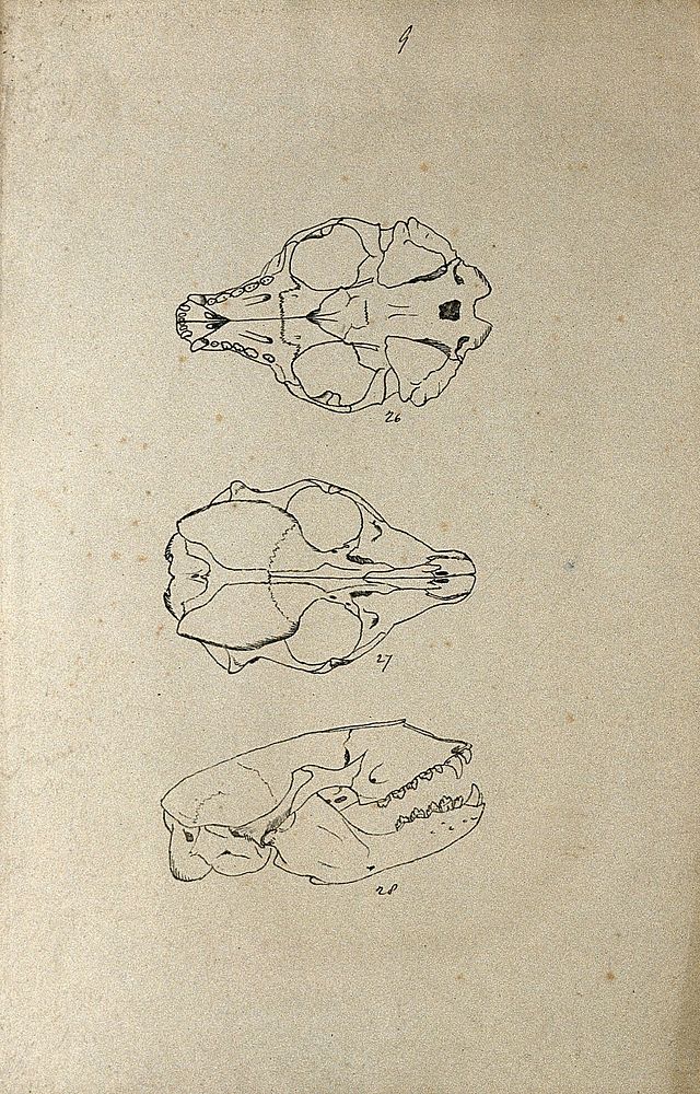 Animal skull, shown from beneath, above and from the side. Lithograph by R. Ball , 1857.