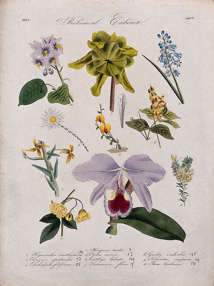 Ten flowering plants, including an orchid and a pitcher plant (Sarracenia flava). Coloured transfer lithograph, c. 1833.