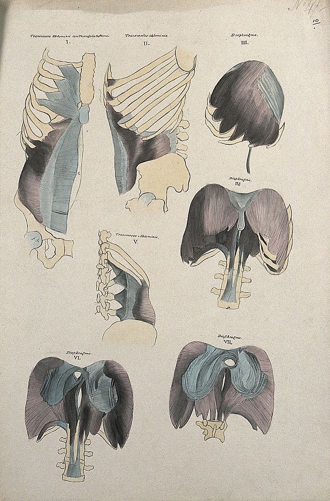 Muscles of the diaphragm: seven figures. Pen and ink drawing with watercolour, 1830/1835, after line engraving by A. Bell…