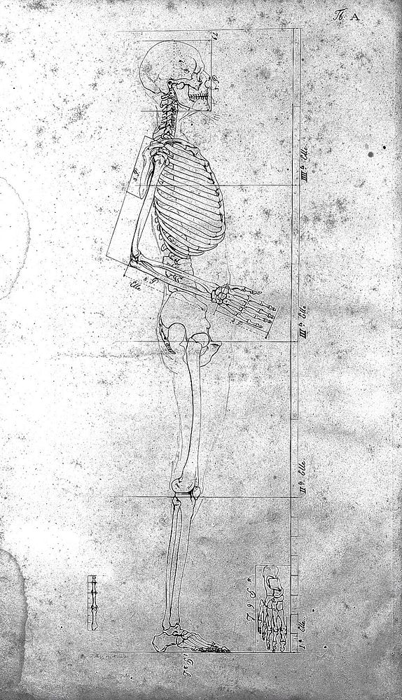 Tabula A "Darstellung des Knochenbaues von dem menschlichen Korper", J. M. Fischer, 1806
