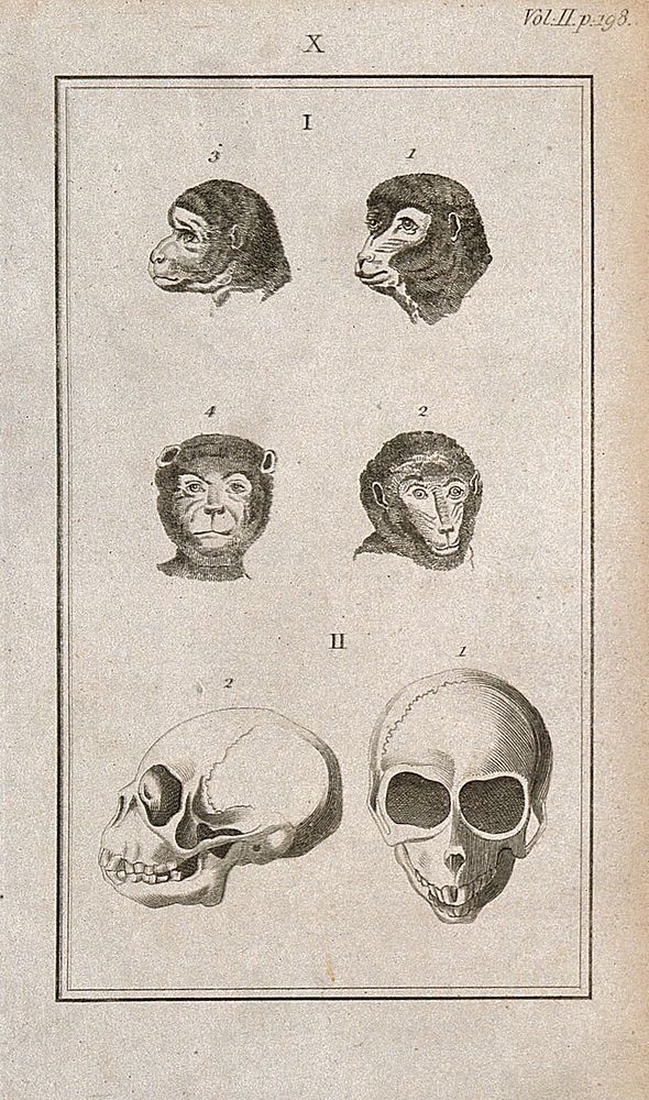 Apes' skulls: six figures showing ape heads and an ape skull from the front and in profile. Line engraving, 1780/1800.